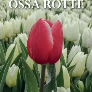 Direttamente Dal Produttore Ossa rotte