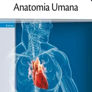 Quantità Limitata Anatomia umana