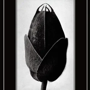 Nuova Collezione Piccola storia della fotografia. Ediz. illustrata