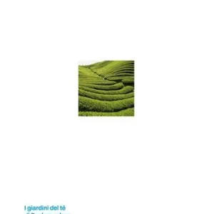 Ultimissimo Modello I giardini del tè di Dazhangshan. Premio Internazionale Carlo Scarpa per il Giardino 2019. Ediz. illustrata