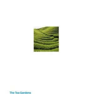 I giardini del tè di Dazhangshan. Premio Internazionale Carlo Scarpa per il Giardino 2019. Ediz. inglese A Buon Prezzo
