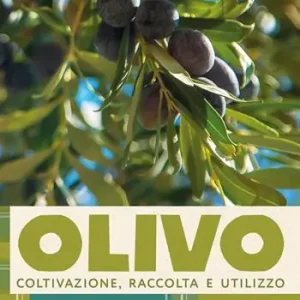 L‘olivo. Coltivazione, raccolta e utilizzo Ultime Pezzi