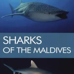 Più Venduto Sharks of the maldives