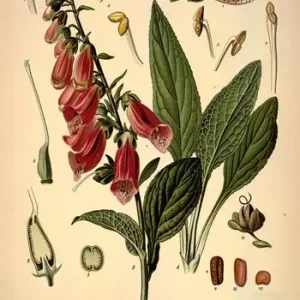 A Buon Prezzo I fiori del male