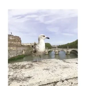 L’ultimo gabbiano Promo Stagionale